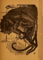 An illustration from Encyclopædia of human nature and physiognomy .. (1889)