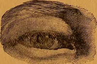 An illustration from Encyclopædia of human nature and physiognomy .. (1889)