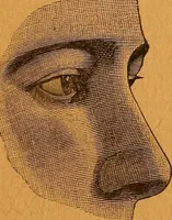 An illustration from Encyclopædia of human nature and physiognomy .. (1889)