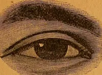 An illustration from Encyclopædia of human nature and physiognomy .. (1889)