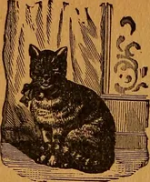 Picture 65 of 78 from Encyclopædia of human nature and physiognomy .. (1889), leaf 708