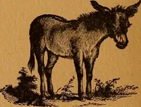 Picture 69 of 78 from Encyclopædia of human nature and physiognomy .. (1889), leaf 708