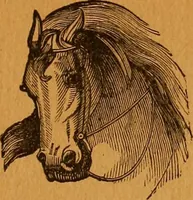 Picture 71 of 78 from Encyclopædia of human nature and physiognomy .. (1889), leaf 719