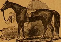 An illustration from Encyclopædia of human nature and physiognomy .. (1889)