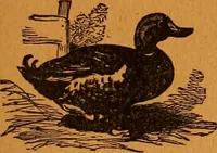 Picture 74 of 78 from Encyclopædia of human nature and physiognomy .. (1889), leaf 733