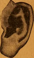 An illustration from Encyclopædia of human nature and physiognomy .. (1889)