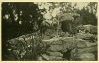 Picture 3 of 13 from The encyclopædia of sport & games : with about 500 illustrations (1912), leaf 105