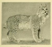 Picture 6 of 13 from The encyclopædia of sport & games : with about 500 illustrations (1912), leaf 199
