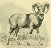 An illustration from The encyclopædia of sport & games : with about 500 illustrations (1912)