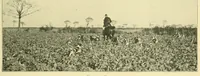 Picture 1 of 13 from The encyclopædia of sport & games : with about 500 illustrations (1912), leaf 43