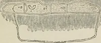An illustration from Encyclopedia of antiquities : and elements of archaeology, classical and mediæval (1843)