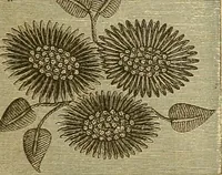 An illustration from Encyclopedia of needlework (1890)