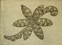 An illustration from Encyclopedia of needlework (1890)