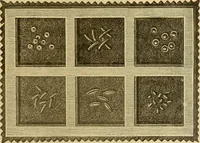 An illustration from Encyclopedia of needlework (1890)