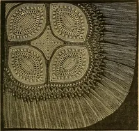 An illustration from Encyclopedia of needlework (1890)