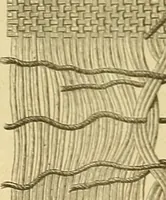 An illustration from Encyclopedia of needlework (1890)