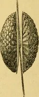 An illustration from Encyclopedia of needlework (1890)