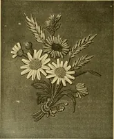 An illustration from Encyclopedia of needlework (1890)