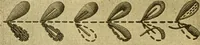 An illustration from Encyclopedia of needlework (1890)