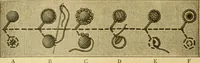 An illustration from Encyclopedia of needlework (1890)