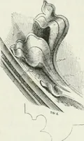 An illustration from An attempt to discriminate the styles of architecture in England : from the Conquest to the Reformation : with a sketch of the Grecian and Roman orders (1862)