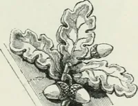 An illustration from An attempt to discriminate the styles of architecture in England : from the Conquest to the Reformation : with a sketch of the Grecian and Roman orders (1862)
