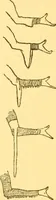 An illustration from English costume (1906)