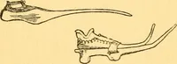 An illustration from English costume (1906)