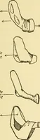 An illustration from English costume (1906)