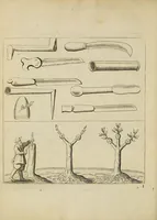 An illustration from The English gardner, or, A sure guide to young planters & gardeners : in three parts. I. Shewing the way and order of planting and raising all sorts of stocks, fruit-trees, and shrubs ... II. How to order the kitchin-garden, for all sorts of herbs, roots, and sallads. III. The ordering of the garden of pleasure ... (1688)