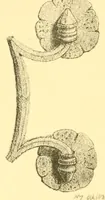 An illustration from English metal work; (1906)