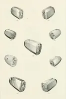 An illustration from Engraved gems; their history and place in art, in which is embodied the author's former treatise, with extensive revisions and additions; reminiscences of travels in the pursuit and acquisition of engraved gems ... to which is added a descriptive list of the author's cabinet of gems, forming a compend of Greek and Roman classics and antiquities .. (1889)