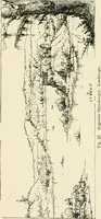 An illustration from Engraving and etching : a handbook for the use of students and print collectors (1907)