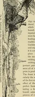 An illustration from Engraving and etching; a handbook for the use of students and print collectors (1906)