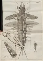 An illustration from Ephemeri vita; of, Afbeeldingh van 's menschen leven, vertoont in de wonderbaarelijcke en nooyt gehoorde historie van het vliegent ende een-dagh-levent haft of oever-aas ... Hier is achter bygevoeght, een ... verhandeling van den waaren stant des menschen, soo voor als na sijn val .. (1675)