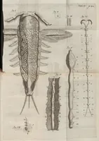 An illustration from Ephemeri vita; of, Afbeeldingh van 's menschen leven, vertoont in de wonderbaarelijcke en nooyt gehoorde historie van het vliegent ende een-dagh-levent haft of oever-aas ... Hier is achter bygevoeght, een ... verhandeling van den waaren stant des menschen, soo voor als na sijn val .. (1675)