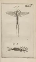 An illustration from Ephemeri vita; of, Afbeeldingh van 's menschen leven, vertoont in de wonderbaarelijcke en nooyt gehoorde historie van het vliegent ende een-dagh-levent haft of oever-aas ... Hier is achter bygevoeght, een ... verhandeling van den waaren stant des menschen, soo voor als na sijn val .. (1675)