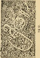 An illustration from Epigraphia carnatica. By B. Lewis Rice, Director of Archaeological Researches in Mysore (1894)