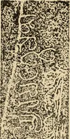 An illustration from Epigraphia carnatica. By B. Lewis Rice, Director of Archaeological Researches in Mysore (1894)