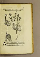 An illustration from Epistolarum medicinalium Conradi Gesneri, philosophi et medici Tigurini, libri III. : His accesserunt eiusdem Aconiti primi dioscoridis asseueratio & De oxymelitis elleborati utriusq[ue] descriptione & vsu libellus. (1577)