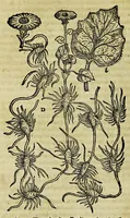 Picture 4 of 6 from Epistolarum medicinalium Conradi Gesneri, philosophi et medici Tigurini, libri III. : His accesserunt eiusdem Aconiti primi dioscoridis asseueratio & De oxymelitis elleborati utriusq[ue] descriptione & vsu libellus. (1577), leaf 322