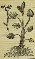 An illustration from Epistolarum medicinalium Conradi Gesneri, philosophi et medici Tigurini, libri III. : His accesserunt eiusdem Aconiti primi dioscoridis asseueratio & De oxymelitis elleborati utriusq[ue] descriptione & vsu libellus. (1577)