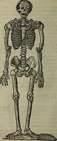 An illustration from Epitomes omnium Galeni Pergameni operum, vniuersam illius viri doctrinam, & methodu[m], quàm accuratissimè contine[n]tis, sectio prima-[quarta] (1548)