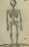 An illustration from Epitomes omnium Galeni Pergameni operum, vniuersam illius viri doctrinam, & methodu[m], quàm accuratissimè contine[n]tis, sectio prima-[quarta] (1548)