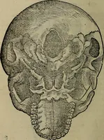 An illustration from Epitomes omnium Galeni Pergameni operum, vniuersam illius viri doctrinam, & methodu[m], quàm accuratissimè contine[n]tis, sectio prima-[quarta] (1548)
