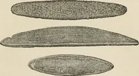 An illustration from The epoch of the mammoth and the apparition of man upon the earth (1878)