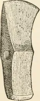 An illustration from The epoch of the mammoth and the apparition of man upon the earth (1878)