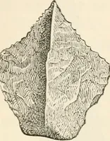 An illustration from The epoch of the mammoth and the apparition of man upon the earth (1878)