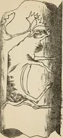 An illustration from The epoch of the mammoth and the apparition of man upon the earth (1878)
