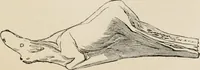 An illustration from The epoch of the mammoth and the apparition of man upon the earth (1878)